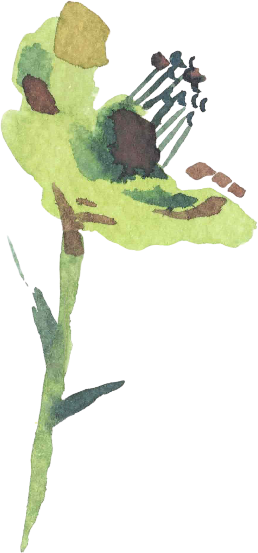 Facility Flower